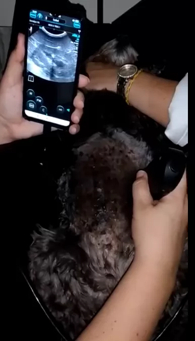 Small, lightweight, very portable, with excellent resolution and long battery life, very portable.