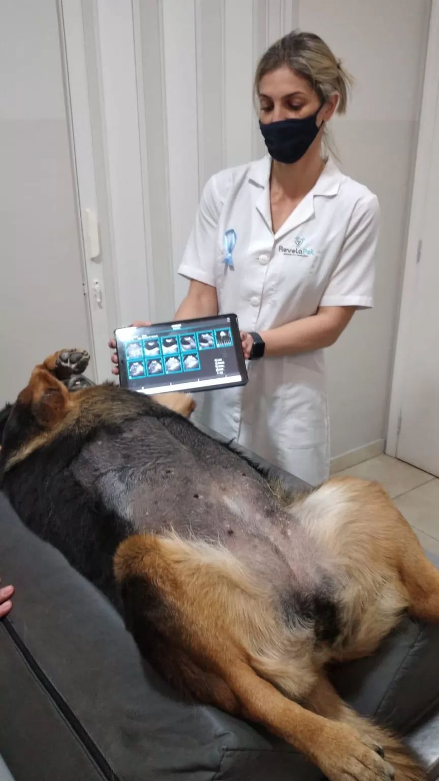 A dog ultrasound machine is a specialized type of medical imaging equipment that is used to create images of the internal organs and structures of dogs.