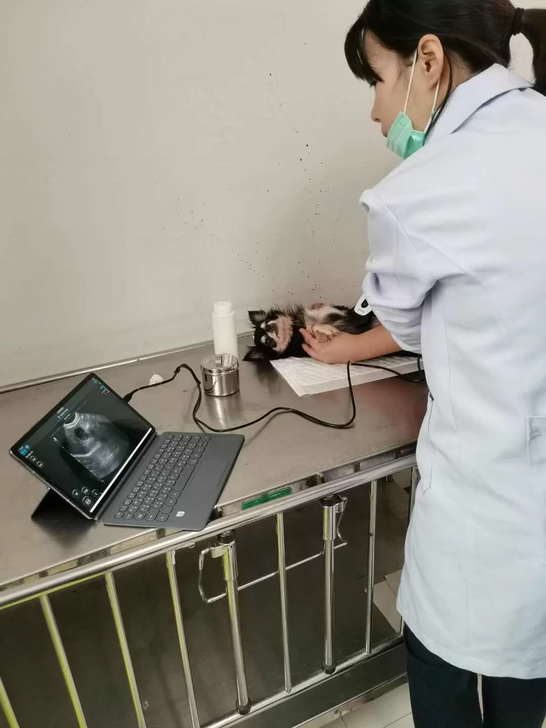  It uses high-frequency sound waves to create detailed images of the dog's reproductive organs, abdominal organs, heart, and blood vessels. 