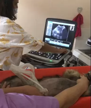 Some dog ultrasound machines may also have features such as color flow imaging, which allows for the visualization of blood flow, and Doppler ultrasound, which allows for the measurement of blood flow.